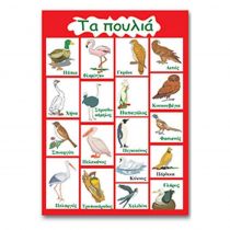 Εκπαιδευτική αφίσα "Τα πουλιά" 50x70εκ 